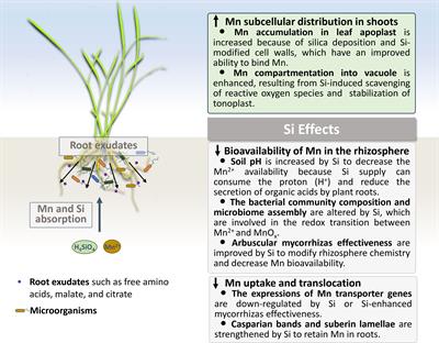 Silicon regulation of manganese homeostasis in plants: mechanisms and future prospective